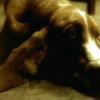 Королевский фанфик - последнее сообщение от  hound